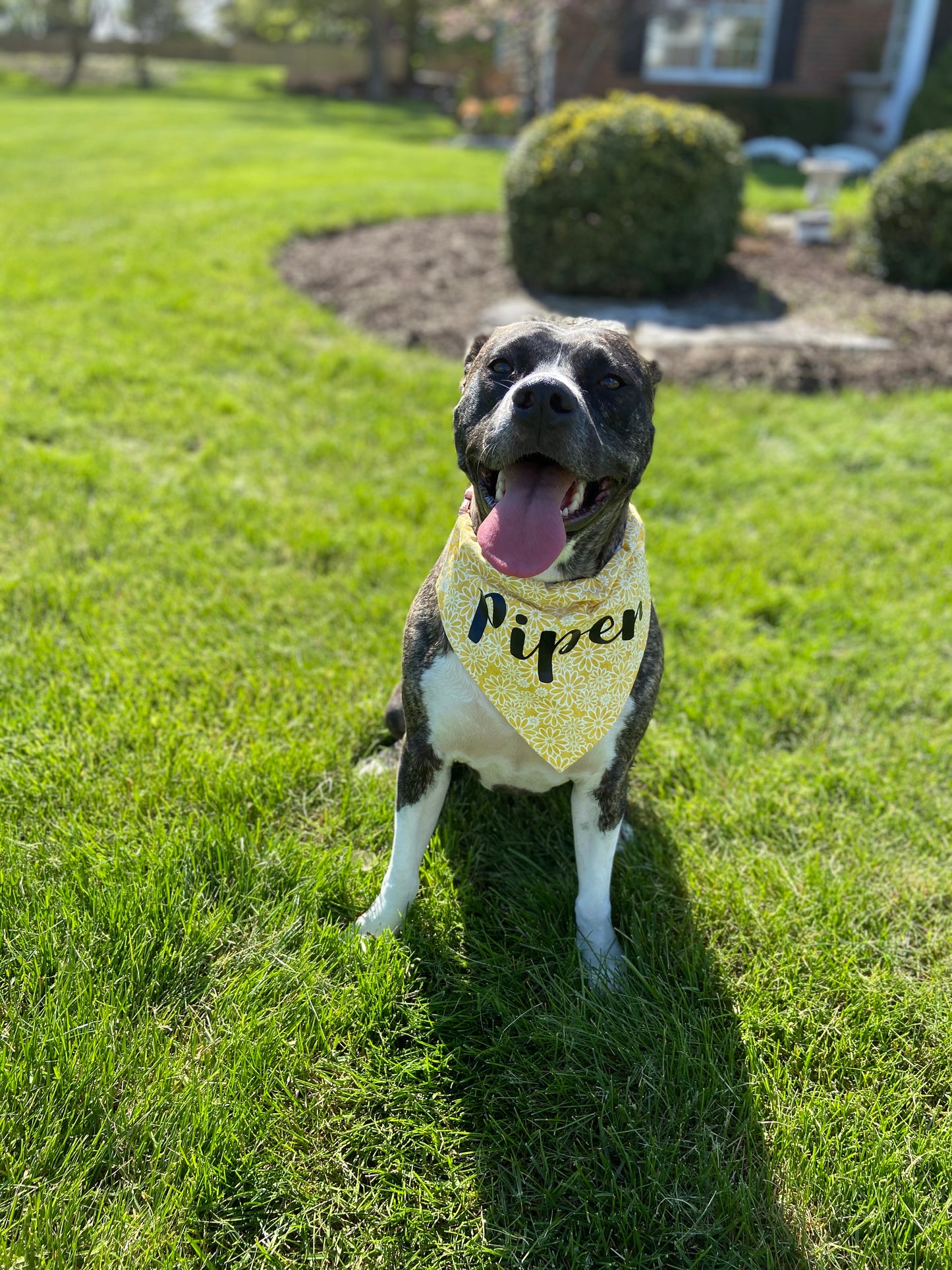 Custom Christmas Dog Bandana